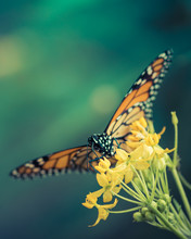 Monarch Butterfly With Yellow Flowers On Green Background