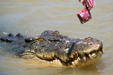 Wall Mural - Crocodiles being  fed in the adelaide river in the Northern Territory Australia