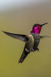 Hummingbird flying, flapping its wings in flight