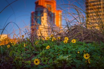 building tower electricity sky yellow flowers sky energy blue industry cable grass green wire fence nature factory florida usa