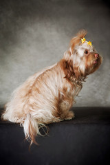 Wall Mural - Beautiful red-haired female Russian color lapdog sits backwards