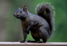 Close-Up Of Black Squirrel On Railing