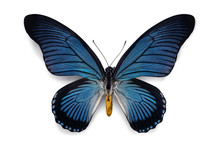 Beautiful Butterfly Bold Blue Birdwing Papilio Zalmoxis With Blue Black Striped Wings Isolated On White Background. Tropical Butterfly Collector's Item Close Up Shot.