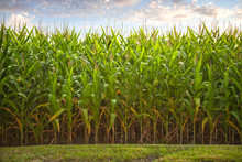 Summer Corn Side View In Sunshine With Clouds