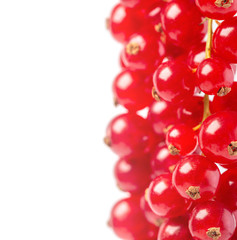 Wall Mural - Red currant isolated on white