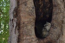 Squirrel In Tree Hollow