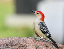 Close-Up Of Red-Bellied Woodpecker Perching On Rock