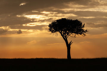  lone tree silhouetted against the sky
