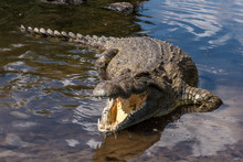 HIGH ANGLE VIEW OF Crocodile In River
