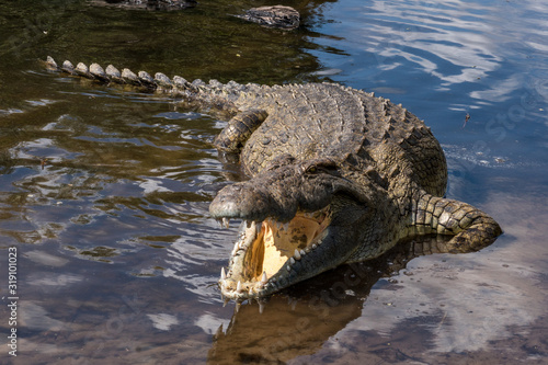 HIGH ANGLE VIEW OF crocodile in river Poster Mural XXL