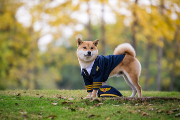 Sticker - Shiba Inu wearing pilot costume