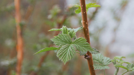 The first leaves on the stems of raspberry. In the spring