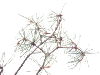  sprigs of pine on a white background