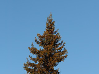 Canvas Print - spruce against the blue sky