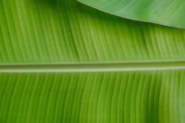 Closeup fresh banana leaf texture background. Nature of tropical plant. Green organic banana leaf pattern detail for spa wallpaper. Tropical plant in jungle.