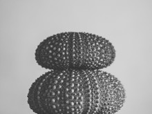  Sea Urchins Shells Black And White