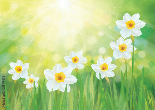 Vector daffodil flowers. Spring background. Tableau sur Toile