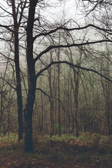 Wall Mural - vintage forest with bare branches