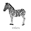 Zebra. Vector illustration of zebra. Isolated hand drawn animal with text