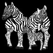 Zebra's family. Vector illustration of zebras on black background