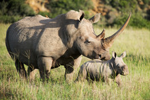 Rhinoceros On Field