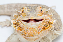 Close-Up Portrait Of Bearded Dragon