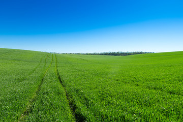 Wall Mural - field of green grass and sky