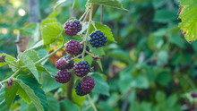 Fresh Blackberries On A Bush