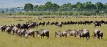 Herd Of Wildebeests Walking On Field 