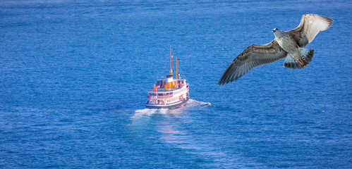 sea voyage with old ferry (steamboat) on the bosporus on the foreground seagull flying - istanbul, t