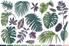 Hand Drawn Set Of Tropical Leaves And Plants
