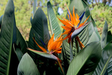 Bright Orange Flower Of A Tropical Plant On A Background Of Green Foliage. Strelitzia