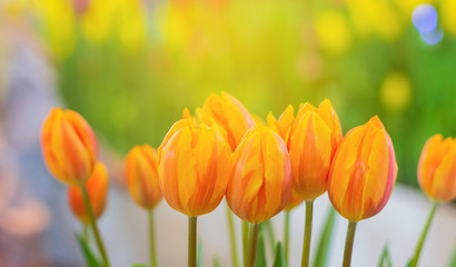 Wall Mural - Close up, Yellow tulips are blooming beautifully in the natural gardens on a soft sunlight day. Tulip Flowers of Love