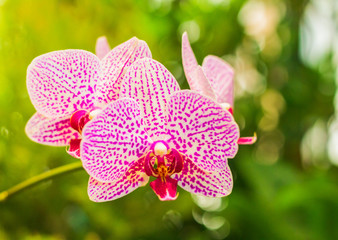 Wall Mural - Close-up of pink phalaenopsis or moth orchid. Beautiful orchids bloom in the garden.