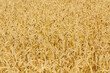 Golden wheat field texture, Rich harvest, Background of ripening ears of wheat, Ripe cereal crop
