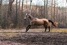 Elegant Buckskin Akhal Teke Breed Mare Running In Canter In The Field Near Trees. Animal In Motion.
