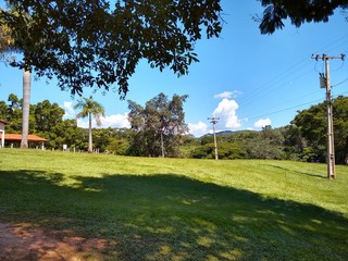 Green grass in summer