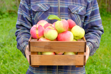 Wall Mural - farmer in a plaid shirt holds in his hands a wooden vintage box with a crop of ripe apples