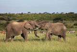 Fototapeta Sawanna - two elephants playing on the savanah