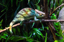 Close-Up Of Chameleon On Plant 