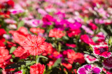 dianthus flowers in the garden