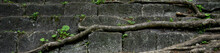 Banner Of Tree Root And Stone With Moss Background.