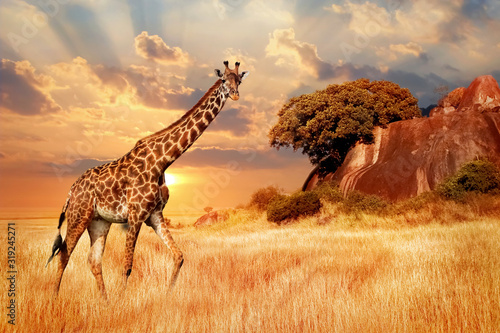 Obrazy Afryka  gepardy-w-afrykanskiej-sawannie-na-tle-pieknego-zachodu-slonca-narodowy-serengeti