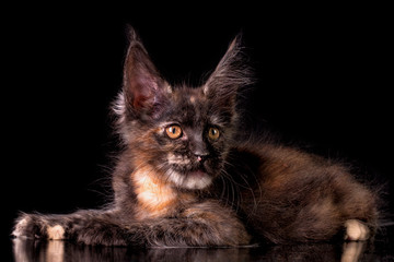 Adorable cute maine coon kitten on black background in studio, isolated.