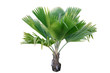 Fiji Fan Palm tree isolate on white background.(Pritchardia pacifica)