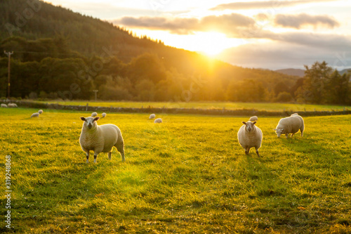 Fotografía sheep in a field highlands scotland