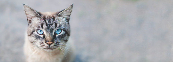 Wall Mural - Banner design - cat  with blue eyes