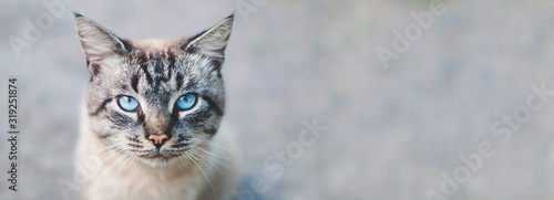Banner design - cat with blue eyes Poster Mural XXL