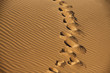 ślady wielbłąda na piasku na pustyni namib w namibii