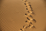 Fototapeta Mosty linowy / wiszący - ślady wielbłąda na piasku na pustyni namib w namibii